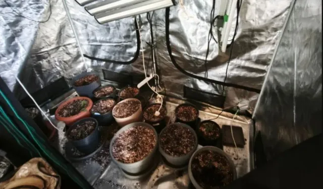 Limasol’da 2 kilo kokain, 9 kilo hintkeneviri ele geçirildi bir hintkeneviri serası bulundu