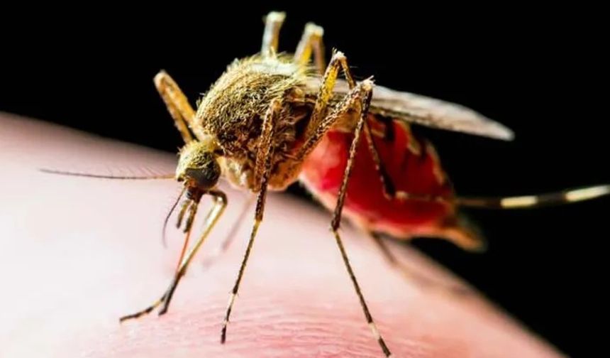 İki toplumlu Sağlık Teknik Komitesi “Aedes” istilacı sivrisinekle mücadele eğitiminin ilkini tamamladı