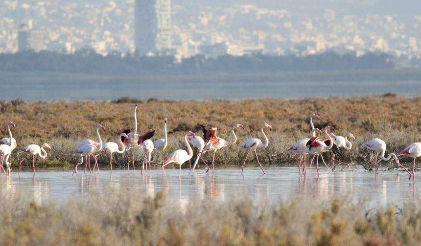 Yüzlerce flamingo Ağrotur Tuz Gölü'ne geri döndü