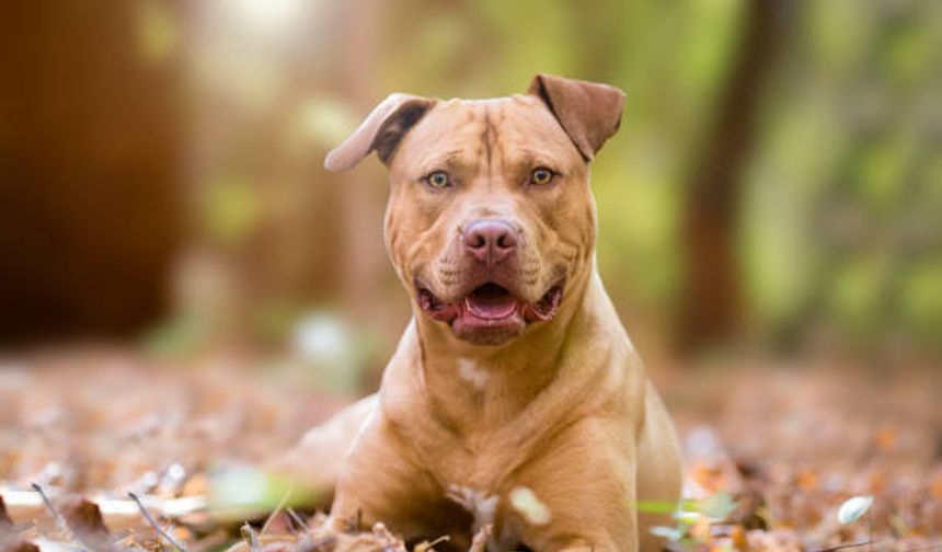 Alsancak'ta pitbull cinsi köpek sokakta yürüyen kadının kolunu ısırıp yaraladı