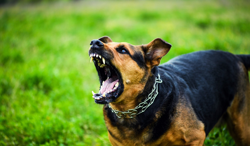 Limasol'da bir kadın ve iki çocuk köpeklerin saldırısına uğradı
