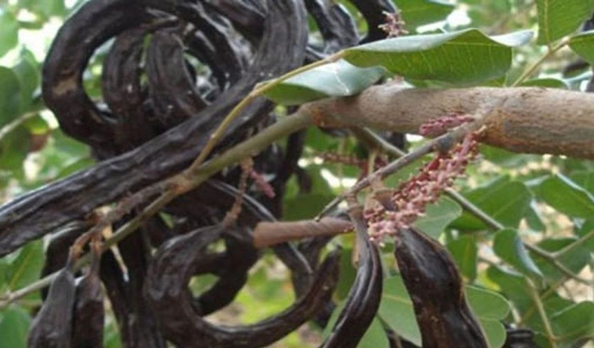 15 Ağustos’tan itibaren İskele bölgesinde harup toplanabilecek