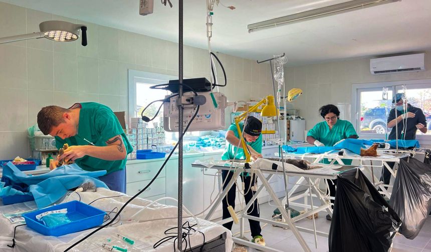 Gazimağusa Belediyesi’nden sokak hayvanları için kısırlaştırma kampanyası