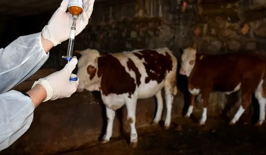 Güney Kıbrıs'taki şap hastalığı... Aşılama konusu