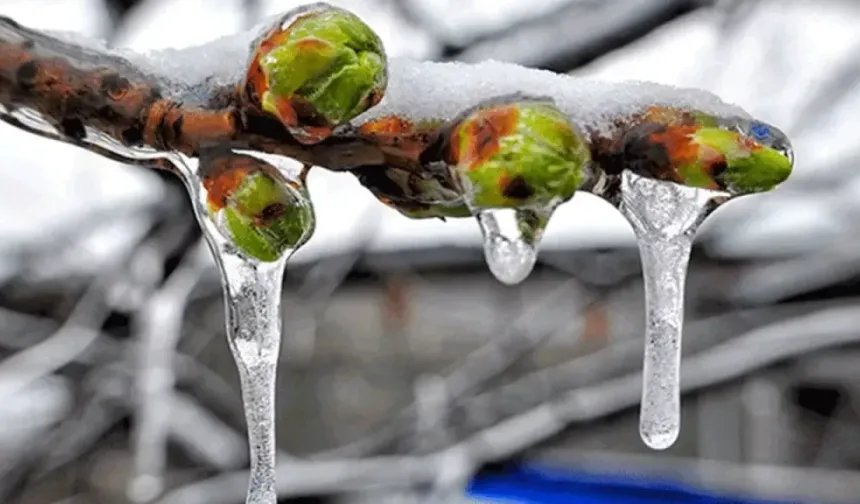 Yarın, pazar ve pazartesi sabah saatlerinde don olayı bekleniyor