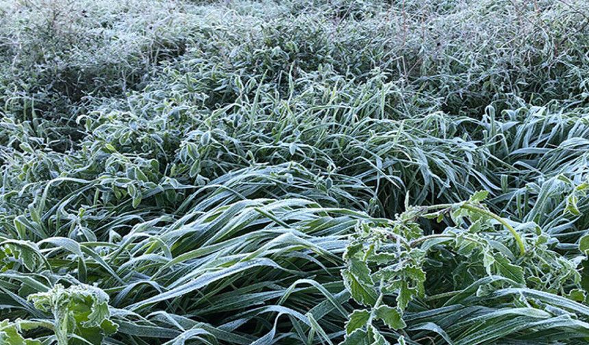 Yarın ve Çarşamba sabah saatlerinde yer yer don olayı bekleniyor