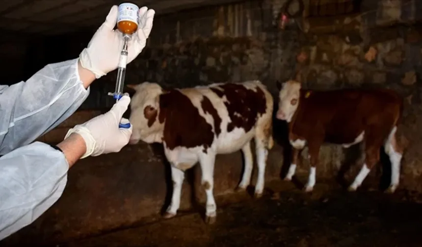 Şap hastalığı yayılmayı sürdürüyor