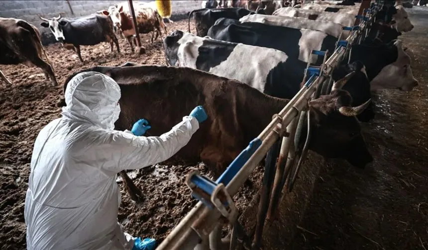 Güney Kıbrıs’ta şap hastalığı yayılmaya devam ediyor