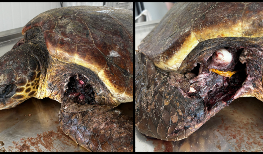 Kaplumbağaları Koruma Derneği’nden yetkililere çağrı: “Yuvalama sezonu öncesinde Kantara sahilinde önlem alın”