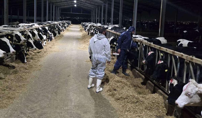 İtlaflara son verilmesini isteyen Rum hayvancılar perşembe günü eylem tehdidinde bulundu