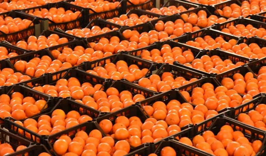 Narenciye İhracatçı Birlikleri: Grev nedeniyle bekletilen ürünler bozulmadan çözüm gerekiyor