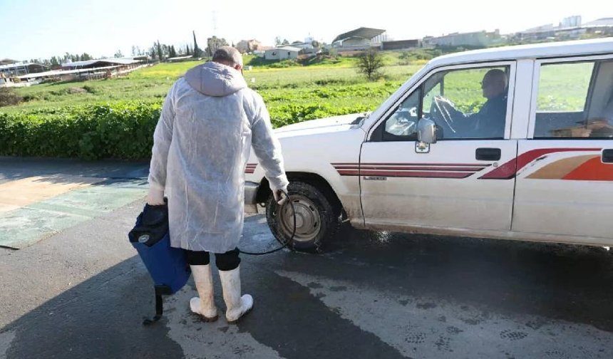 Güney Kıbrıs’ta şap hastalığı domuz çiftliklerine de sıçradı
