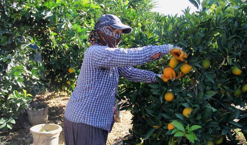 Narenciye Kesim Ekipleri Birliği hakedişleri ödenmediği gerekçesiyle süresiz grev açıkladı