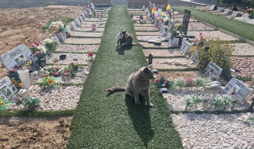 Güney Kıbrıs’ta ilk hayvan mezarlığı