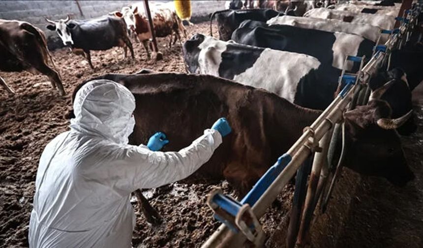 Şap, Limasol’a da sıçradı
