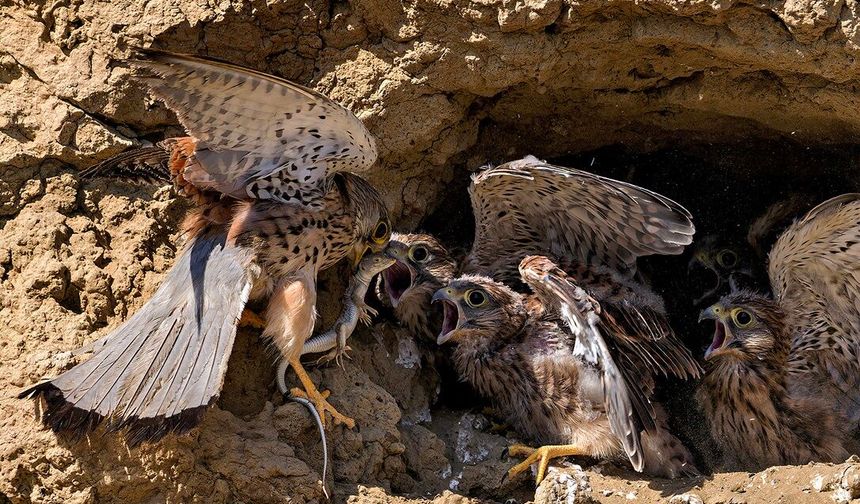 Kültür Dairesi’nin düzenlediği 34’üncü Devlet Fotoğraf Yarışması’nın sonuçları açıklandı