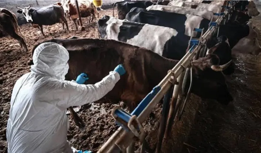 Şap hastalığıyla ilgili mücadele devam ediyor