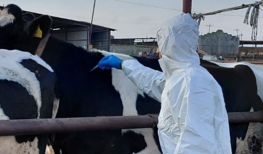 Şap hastalığında gerileme...10 Haziran'dan beri yeni vaka tespiti yapılmadı