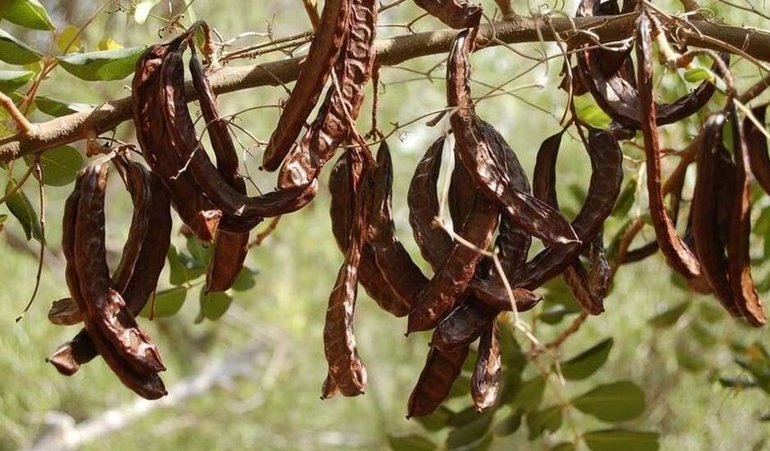 Lefke’de harup ve erkenci zeytin hasadı 24 Ağustos, yerli zeytin hasadı 14 Eylül’de...