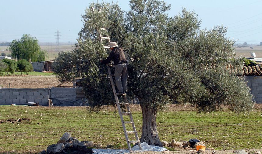 Girne’de zeytin toplama tarihleri açıklandı