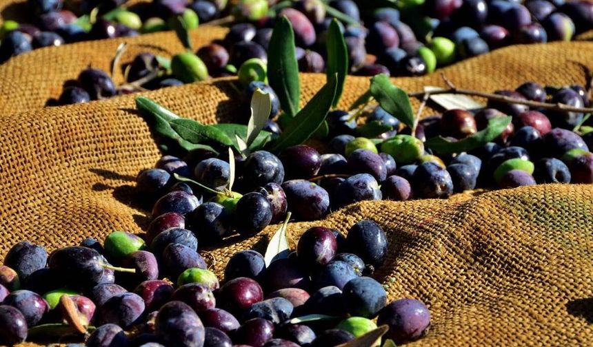 Gazimağusa ilçesi zeytin hasadı başlama tarihleri belirlendi