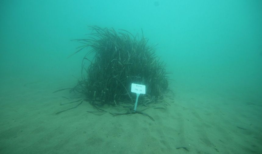 DAÜ Akademisyenleri Milas'ta yürütülen deniz çayırlarını korumayla ilgili projeyi yönetiyor