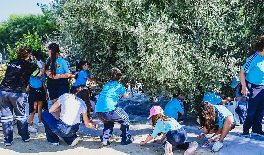 Öğrenciler, LTB Kızılbaş Parkı’nda zeytin hasadı yaptı