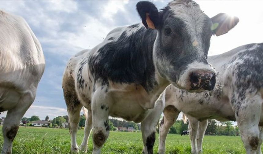 Güney Kıbrıs’ta yaklaşık 3 bin hayvan daha itlaf ediliyor